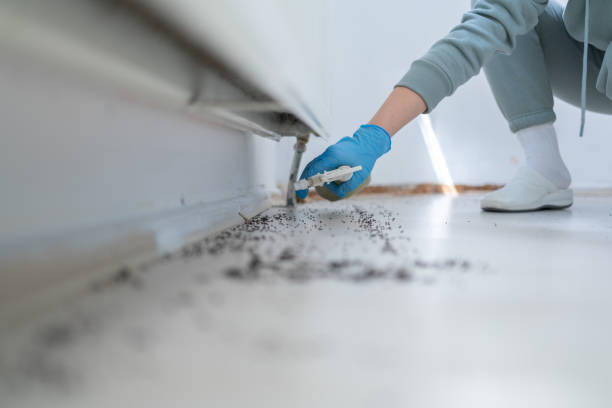 Best Insect Control  in Davenport, FL